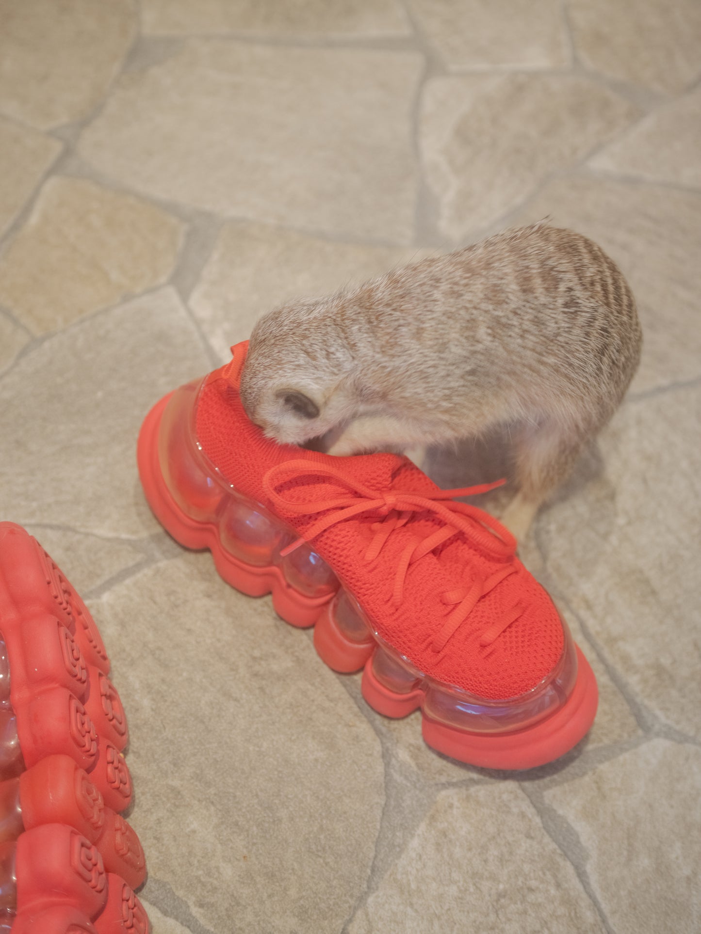 "Jewelry" Ark Bump / Red